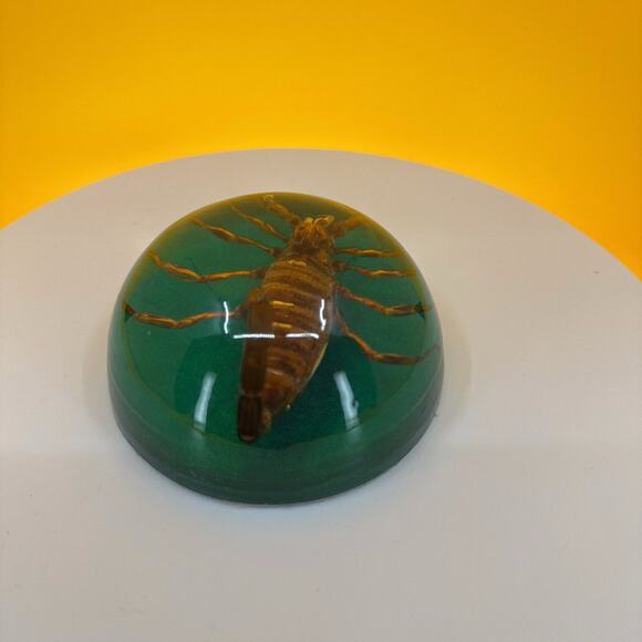 Scorpion Encased in Pexiglass - Picture 14 of 16